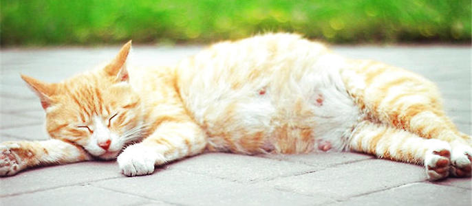 猫咪怀孕30天流产了怎么办,猫咪怀孕时铲屎官应注意什么