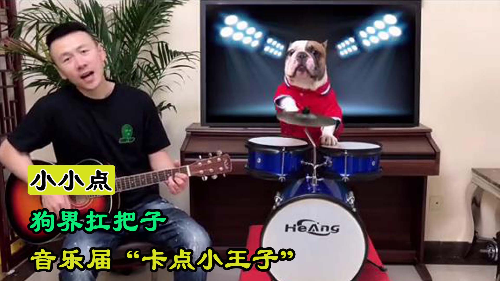 小伙养了一只罕见的小宠物,狗界网红卡点小王子