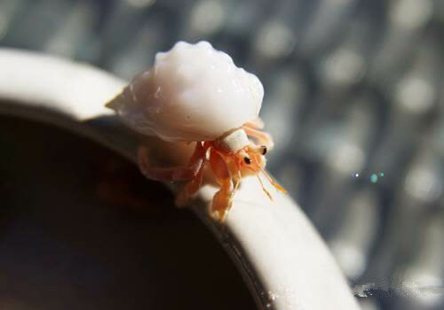 史上最全海鲜视频,史上最全海鲜贝类大全