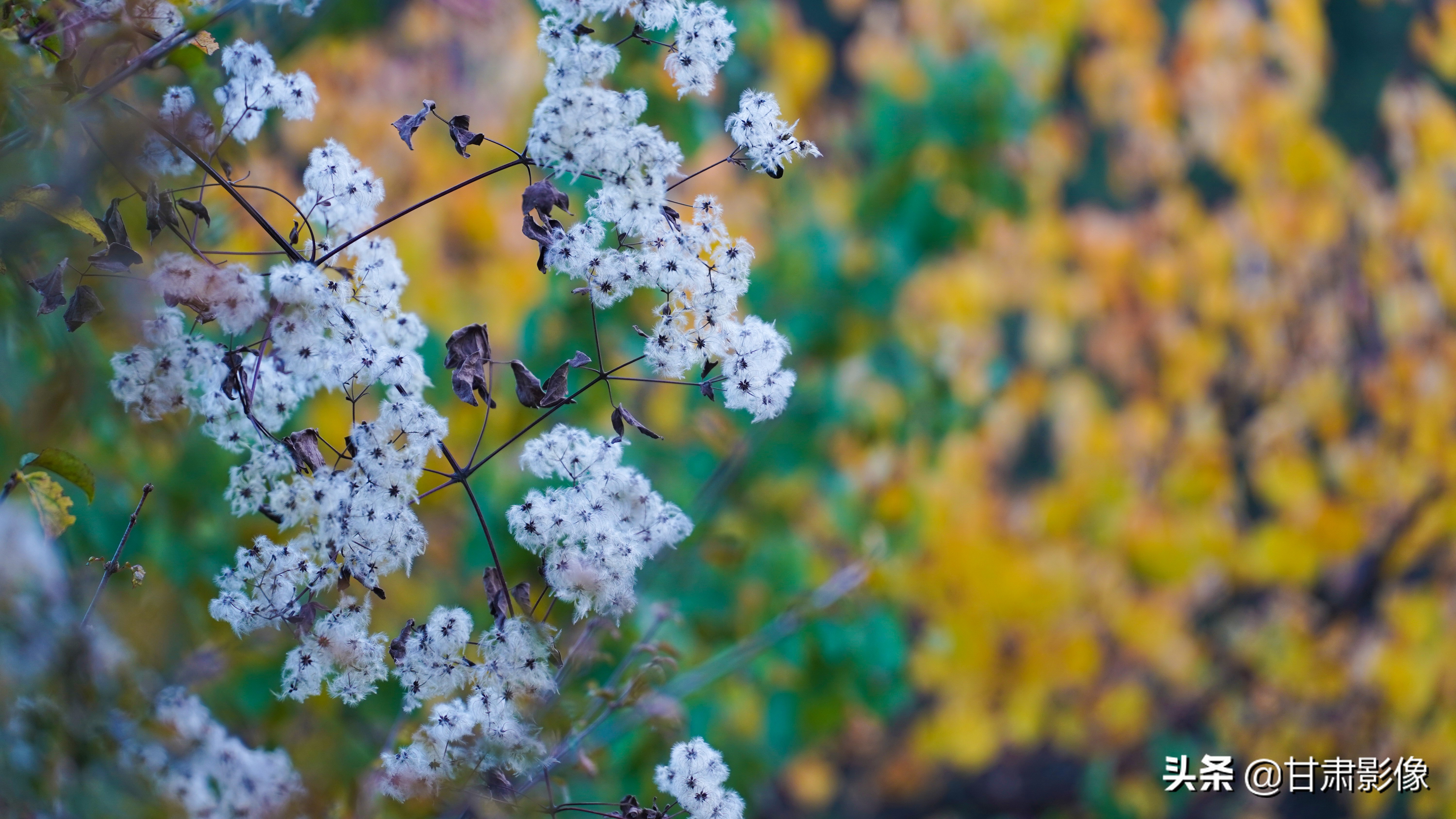 索尼电影镜头28-135能拍照吗,索尼相机18-135镜头介绍