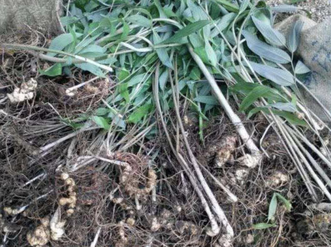 老虎姜采挖季节,老虎姜冬天怎么采挖