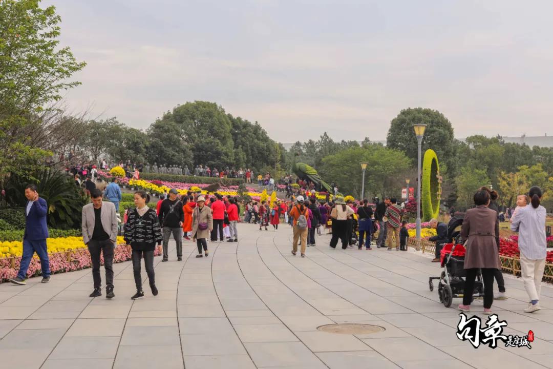 兴化千垛菊花海,广州海心沙菊花海