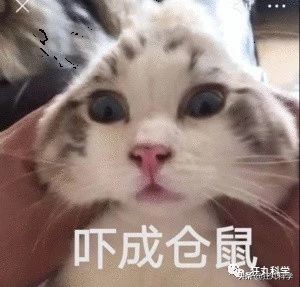 仓鼠为什么把食物都塞到嘴里面去,仓鼠为什么要往嘴巴里塞食物呢