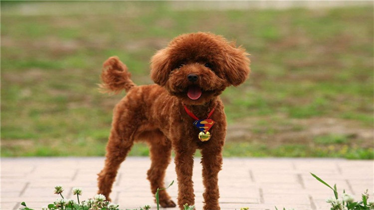 如何帮泰迪度过尴尬期,如何给泰迪立规矩