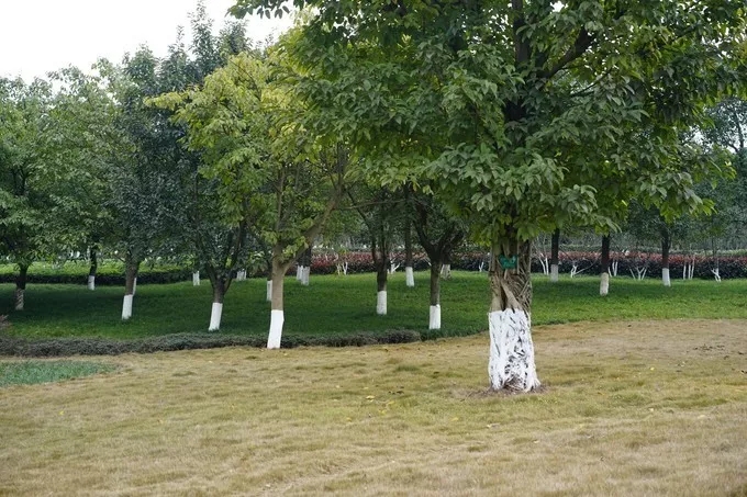 重庆春日踏青哪里好玩,重庆游玩攻略春天赏花