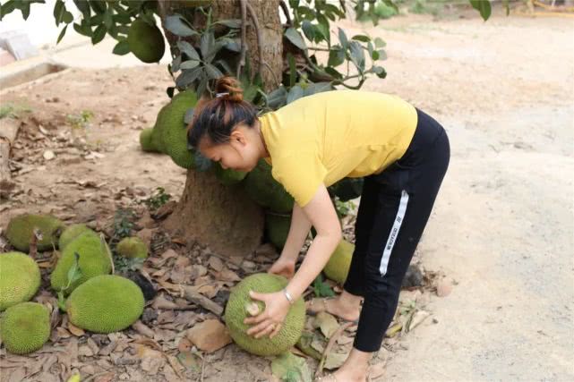 果肉饱满香甜浓郁白沙荣邦吴其貌线上销售菠萝蜜助农增收销路畅
