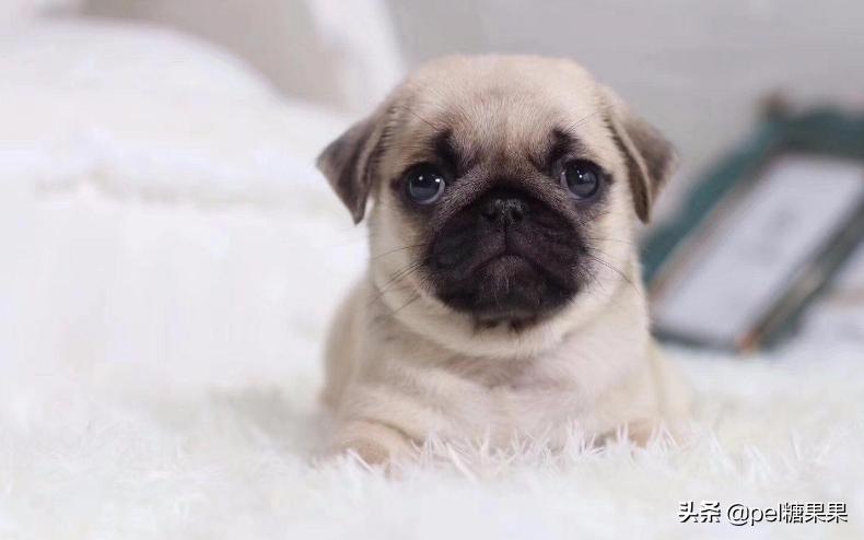 高温天气来袭该如何防止狗狗中暑,狗狗中暑了怎么办最快解决方法