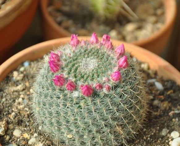 室内盆栽植物怎么杀菌,家里绿植叶子怎么清洁更亮