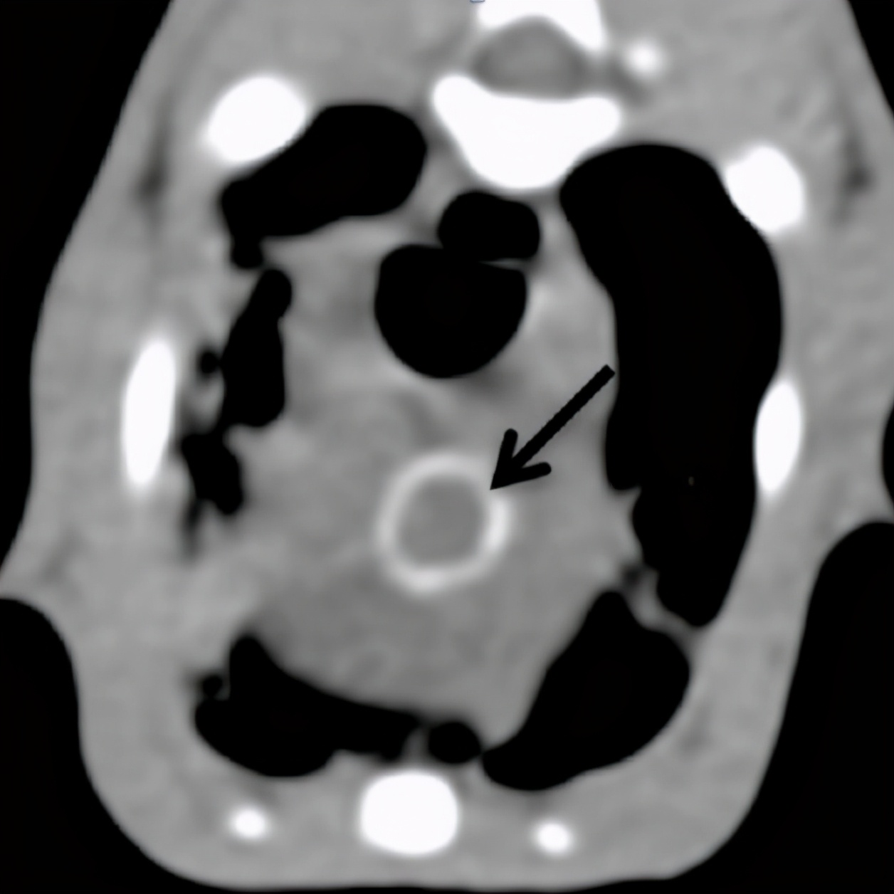 猫咪维生素b补多了有什么坏处,猫咪维生素补多了会怎样