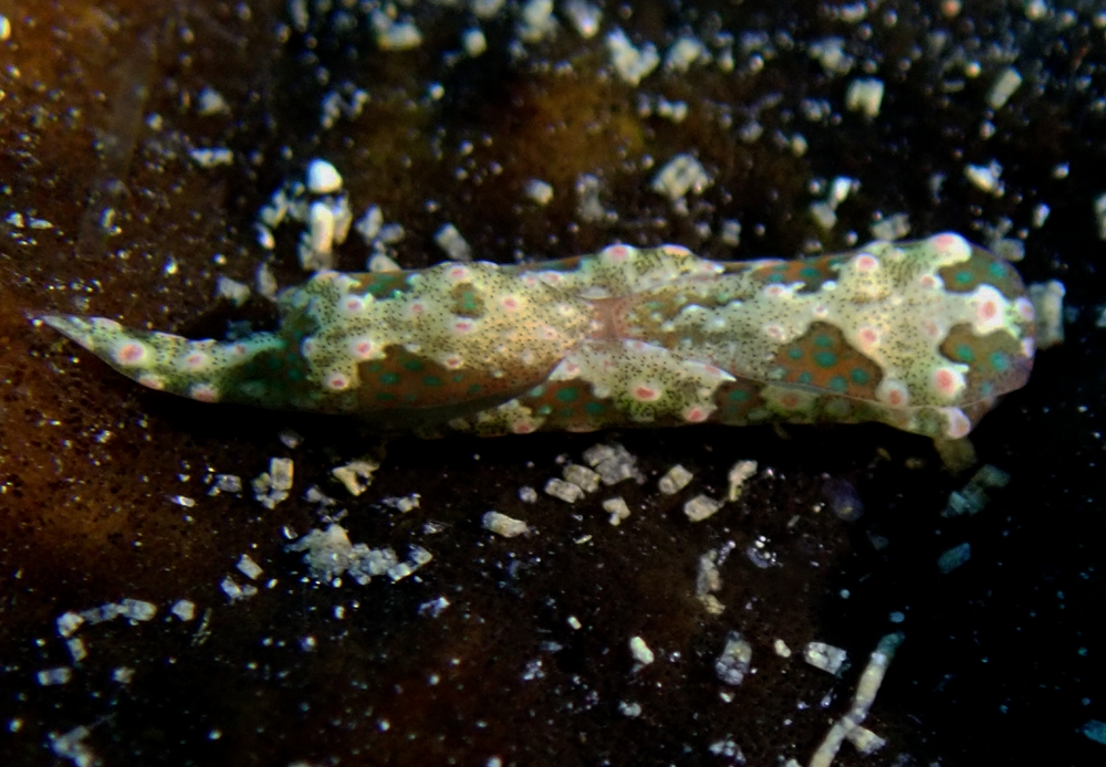 稀有海兔,最稀少的海兔