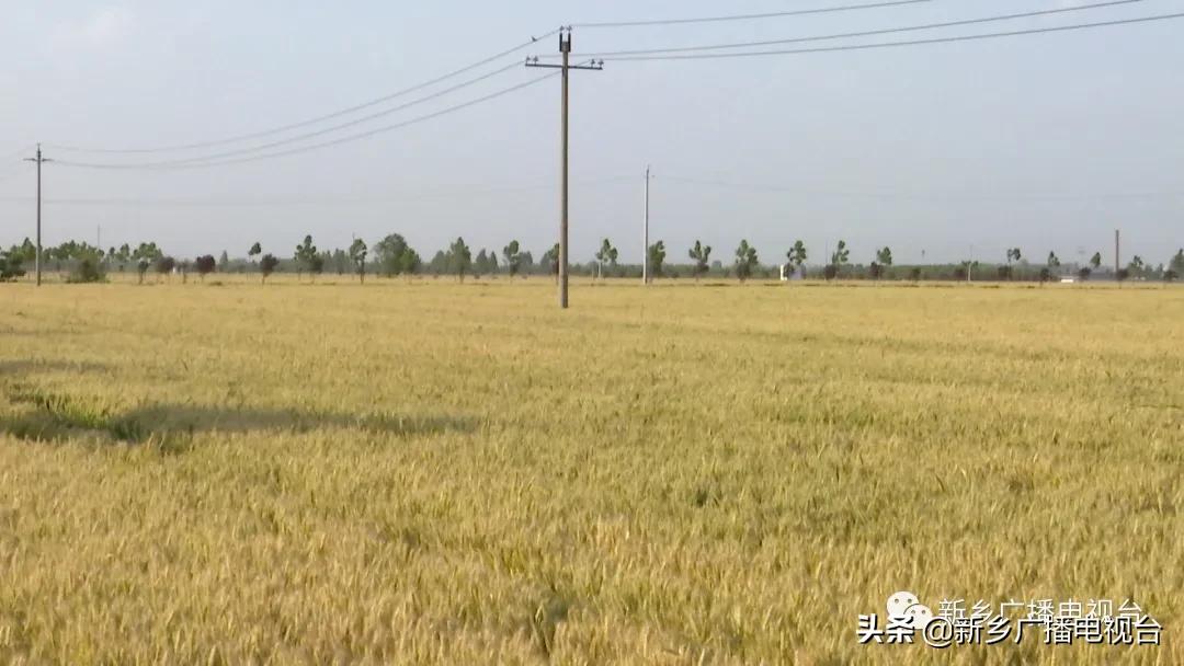 新乡县2020年的乡村振兴,河南新乡乡村振兴战略