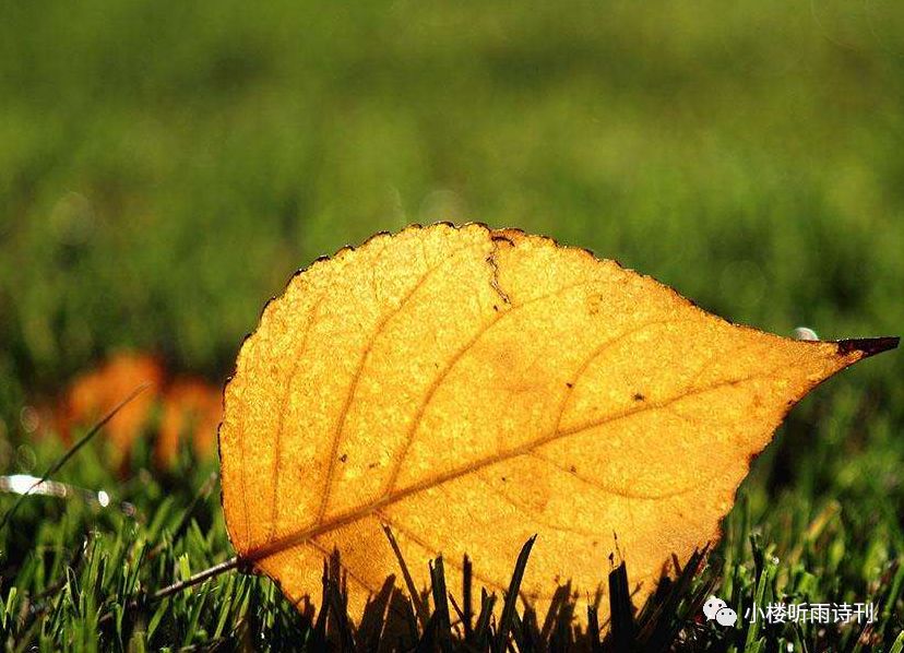 小楼周刊最新一期,小楼周刊2024第二十期