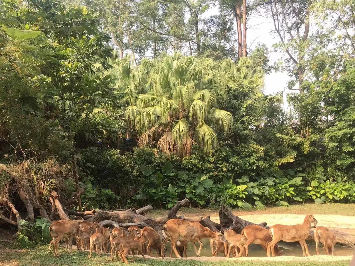长隆野生动物世界到珠海海洋王国,去长隆野生动物世界需要注意什么