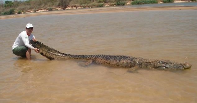 海洋霸主亚马逊真的存在吗,鼍科之王