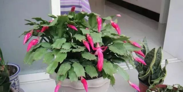 1个洋葱丢盆里，花朵砰砰开，一下能变2个头，省钱了！