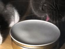 笨笨的猫咪是什么样子,笨笨的猫咪