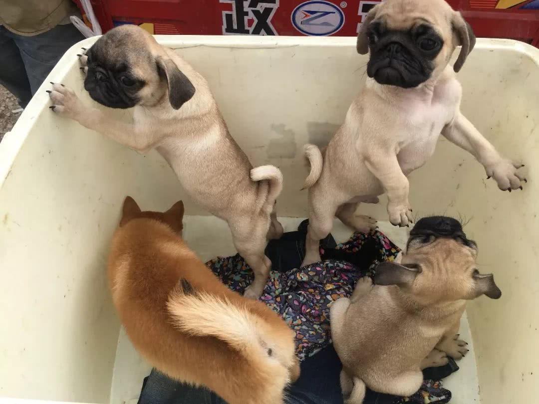 巴哥犬价格在多少钱,八哥犬200块钱