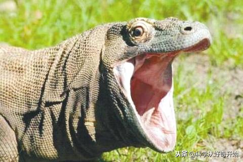 科莫多龙岛图片,科莫多恐龙爬行巨兽
