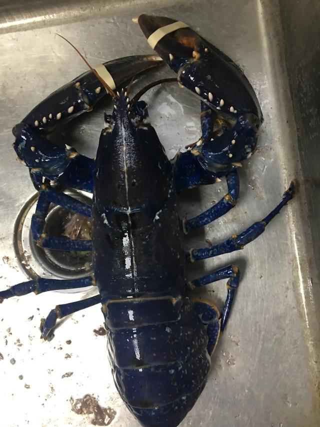 椒盐香辣皮皮虾鲜活制作,椒盐皮皮虾这样吃才过瘾鲜香脆爽