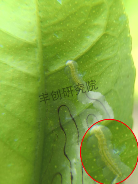 柑橘树上的潜叶蛾用什么药防治,柑橘潜叶蛾高发期