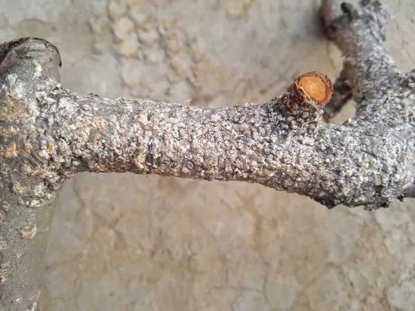 几月份蚧壳虫难治,蚧壳虫最有效治疗法