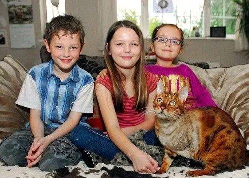 蛆虫救治,死掉的猫咪居然被抢救过来了