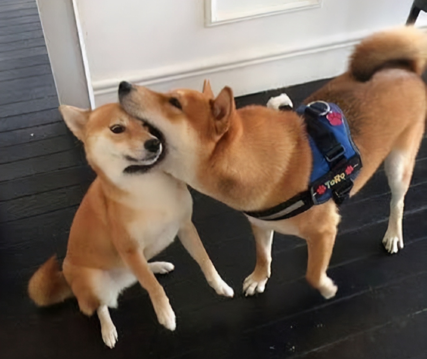 在上海哪里能买到日本的柴犬,江苏哪里有卖柴犬的