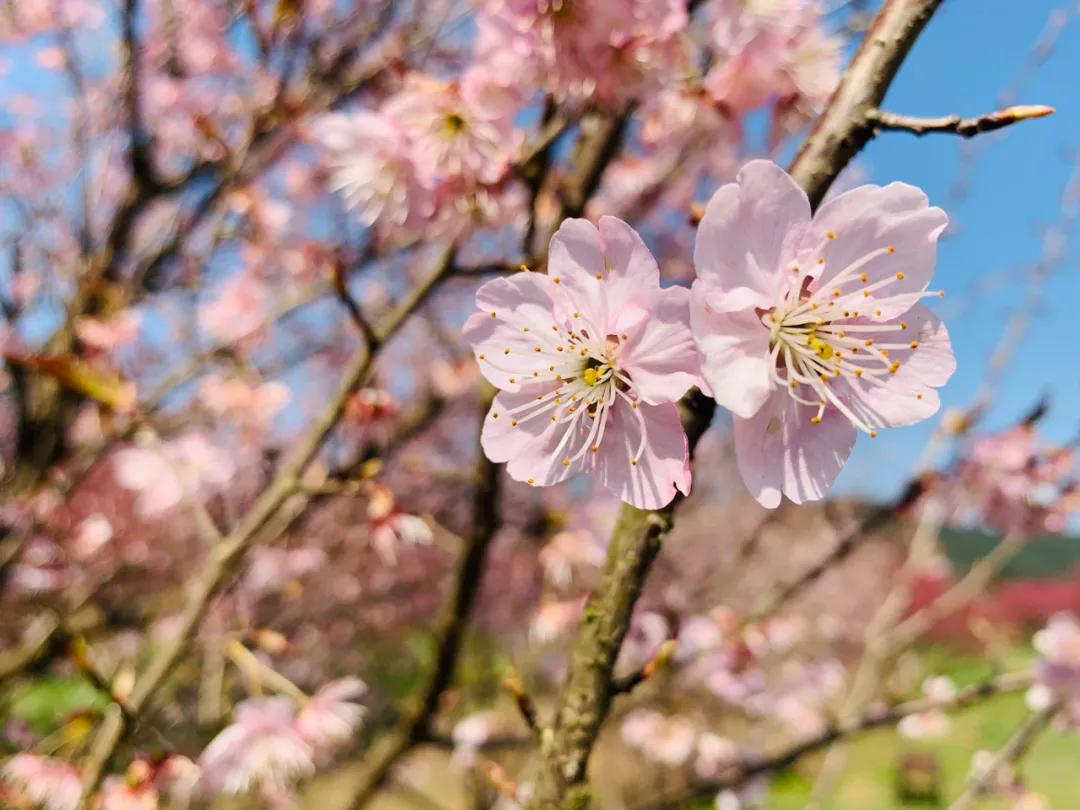好嗨“游”（11）|这一片早樱还不去赏，错过又得等一年