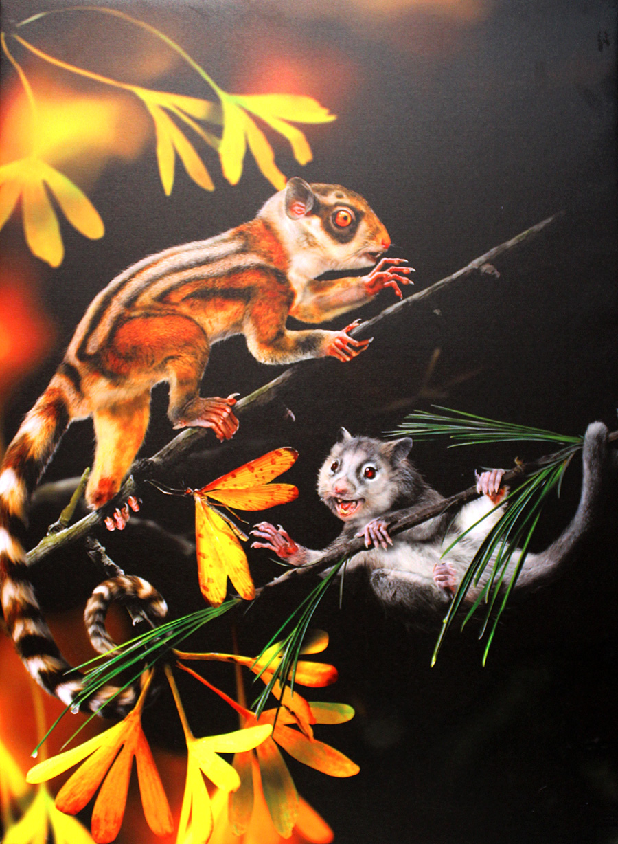 蜥蜴是怎么进化成哺乳动物,蜥蜴是怎么进化的