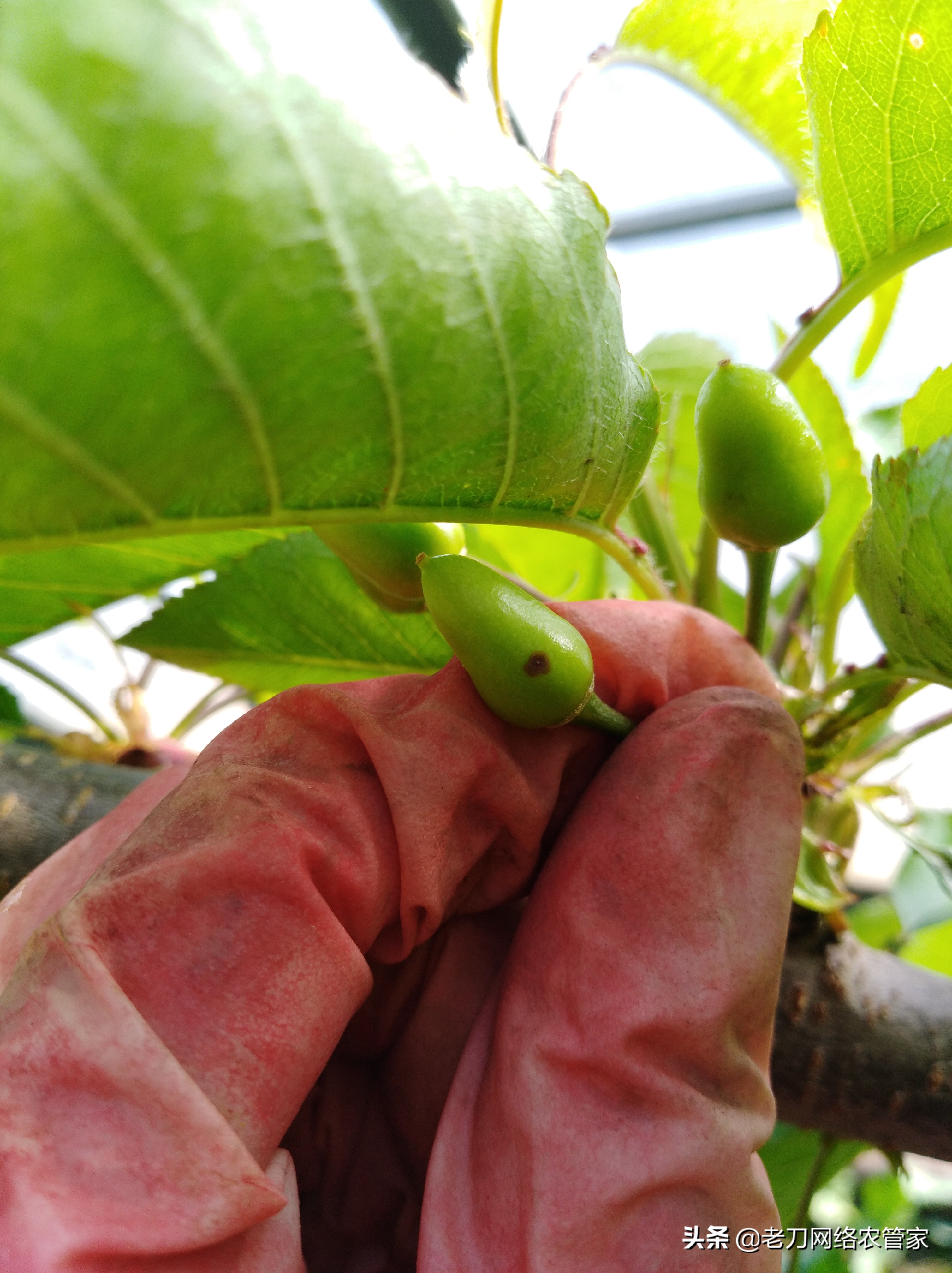 果树落果的防治方法,苹果褐腐病防治小窍门
