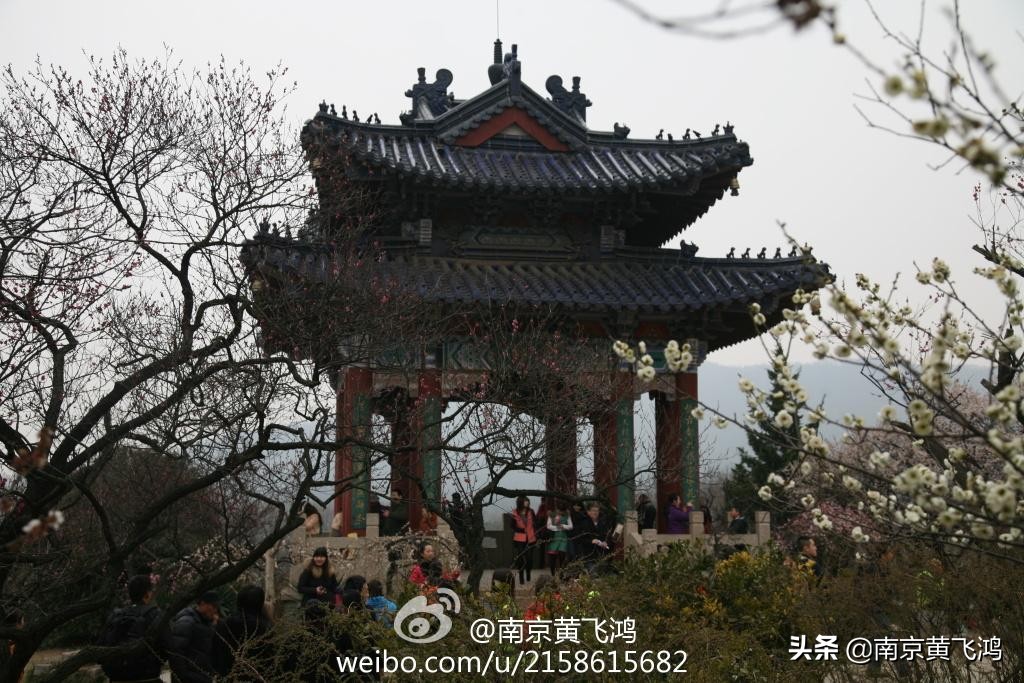 南京梅花节花期过后是什么样子的,南京梅花节最佳观赏期