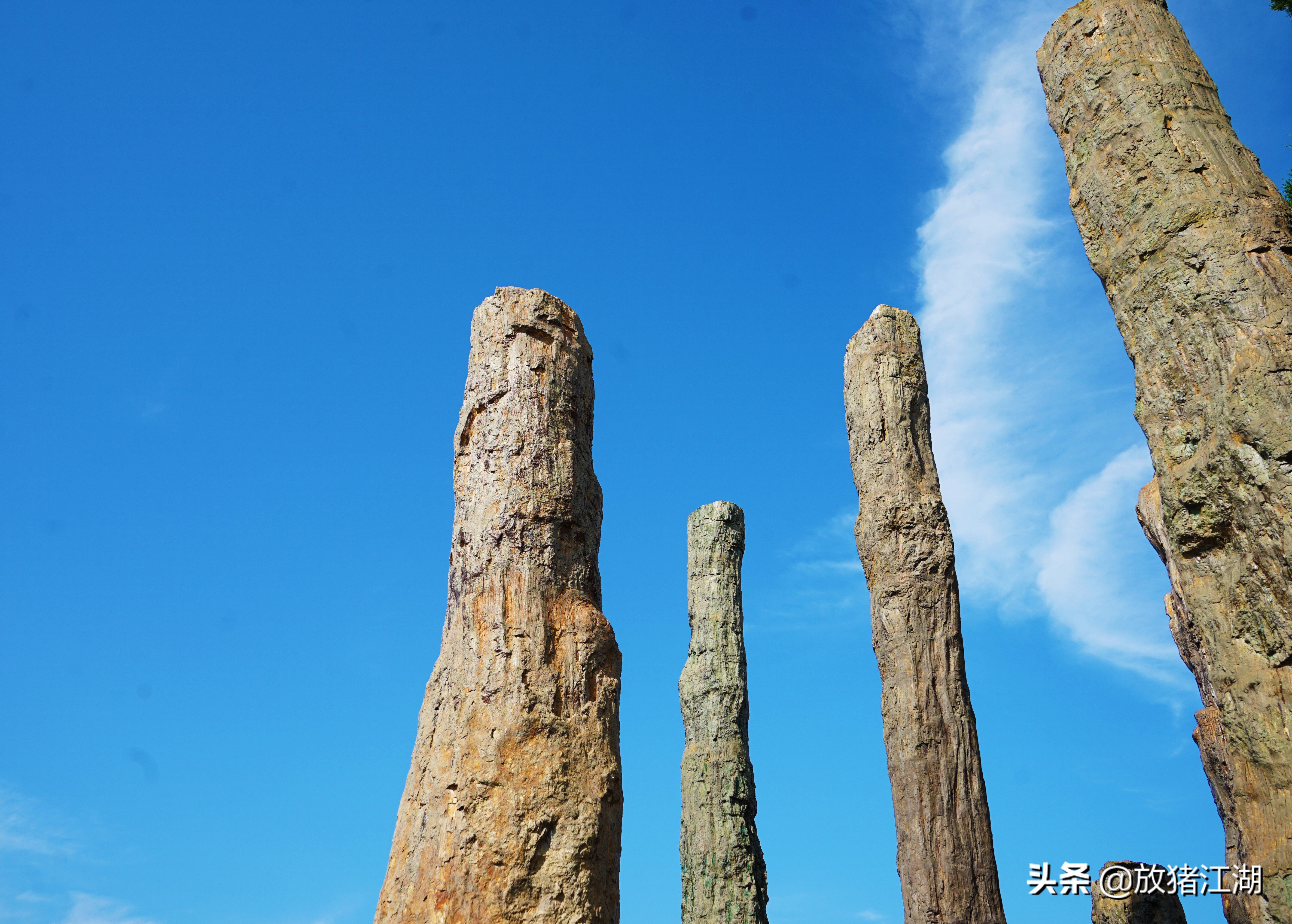 不要怀疑，威海公园中的这些木化石都是真品