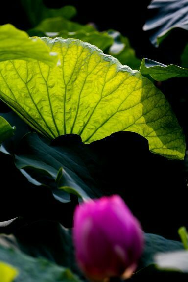 荷叶田田垂柳依依,荷叶田田杨柳依依