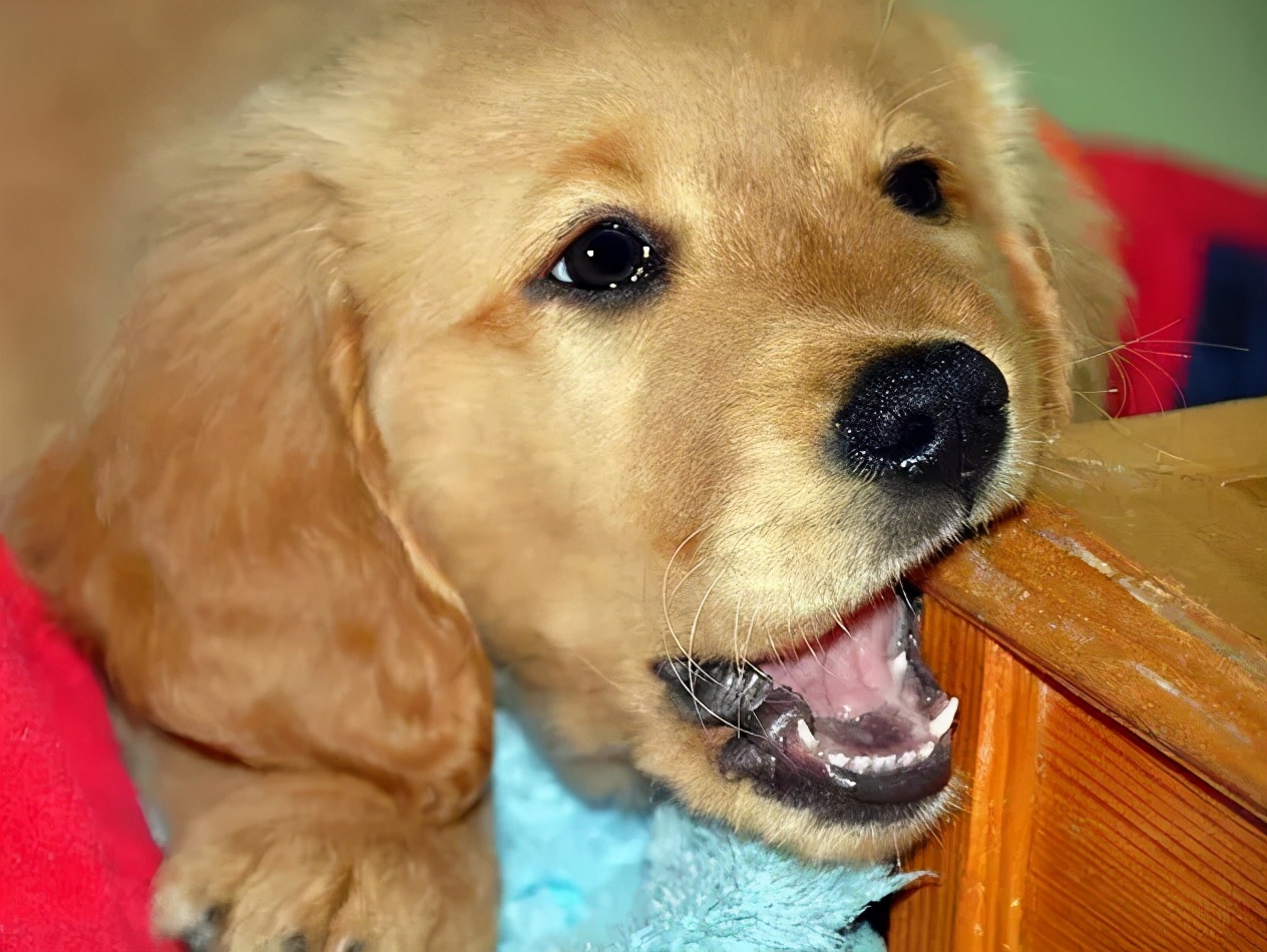 用土方法给狗狗治疗疾病的方法,专治狗狗不听话的土方法