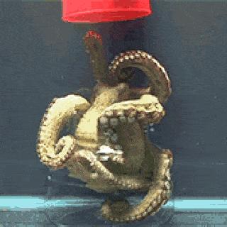 科学家推测章鱼是外星物种,誉为地球上最像外星人的生物章鱼