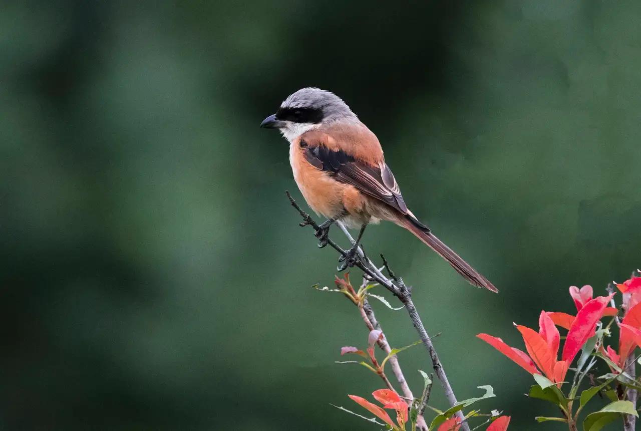 野草也有春天图片,野草的散文
