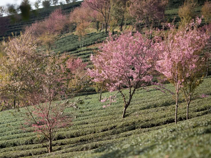 南涧樱花谷什么时候去最热闹,国内最美的樱花谷