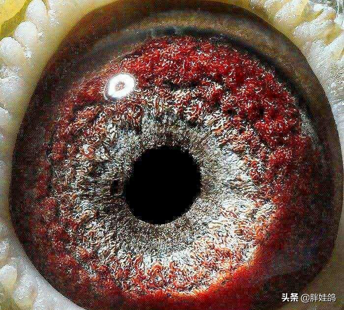 鸽子单眼伤风流泪最有效办法,鸽子单眼伤风用什么药治好