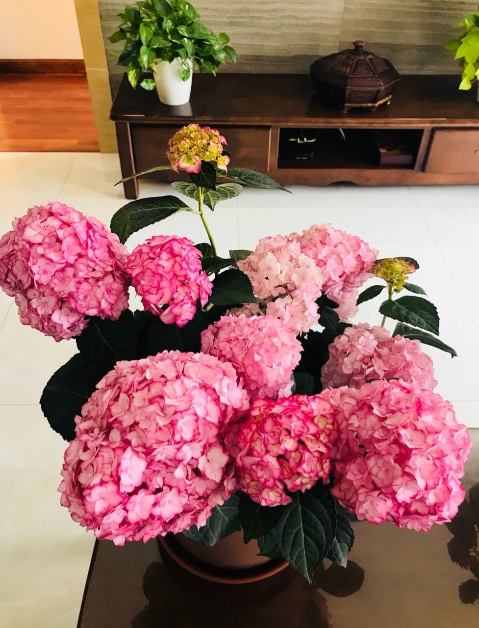 阳台美丽绣球花,阳台花卉球根花卉