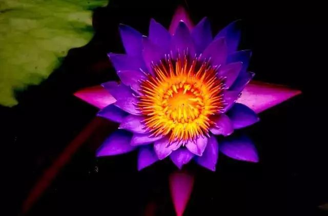 世界上最昂贵的花一朵价值1500万,世界上最高贵的花典雅图文