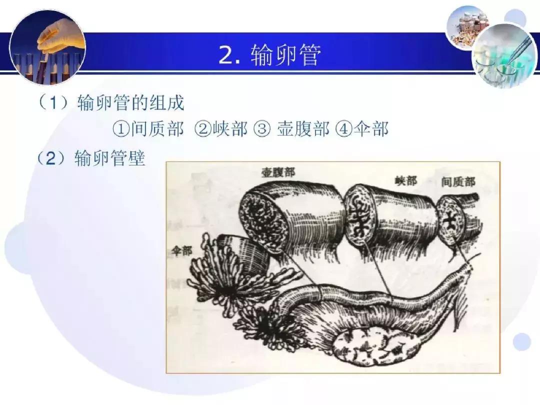 纯干货！子宫及附件解剖和超声诊断