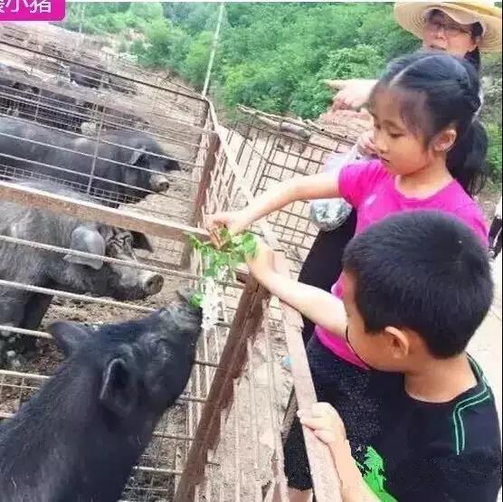 美女放弃高薪去养猪,却开创了“养猪+旅游”新模式