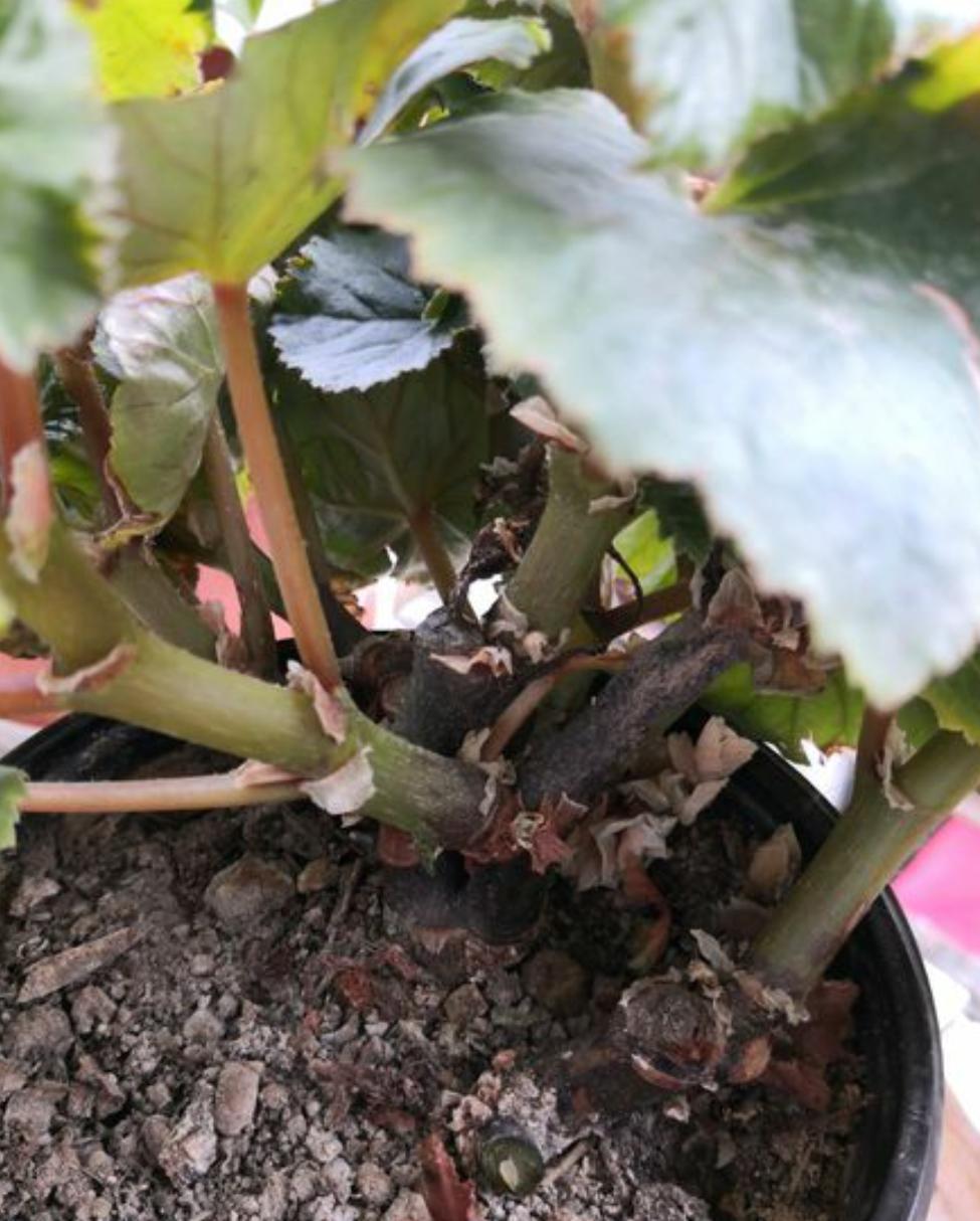 丽格海棠生长记录,重瓣丽格海棠的生长环境是什么样