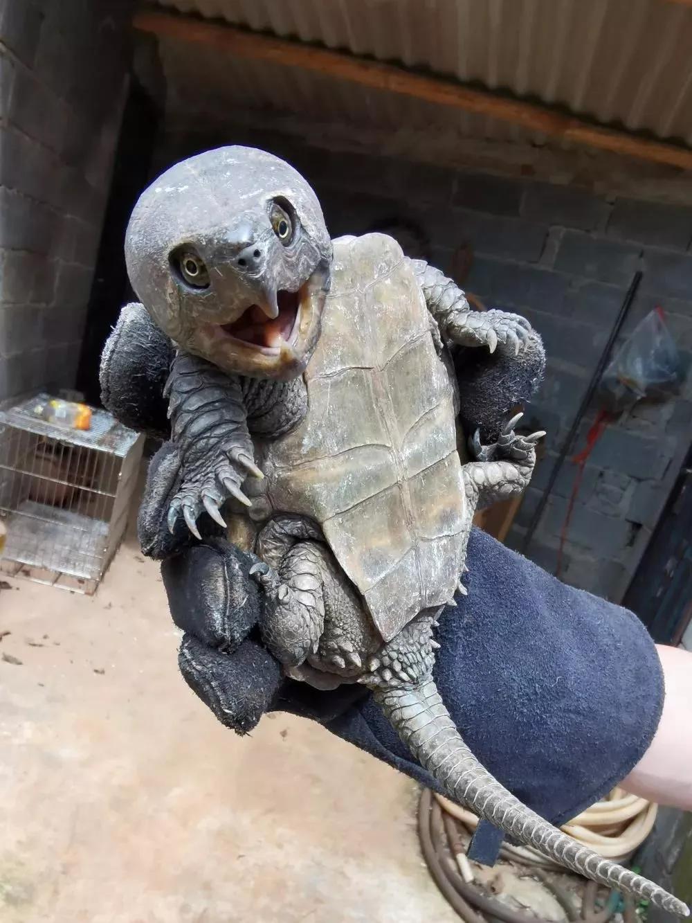 鹰嘴龟红脖子,野生鹰嘴龟是几级保护动物