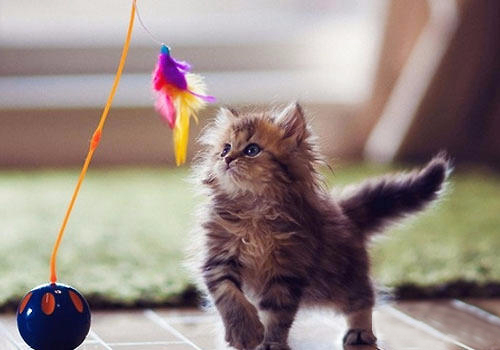 天气热如何预防猫中暑,怎么判断猫中暑很严重