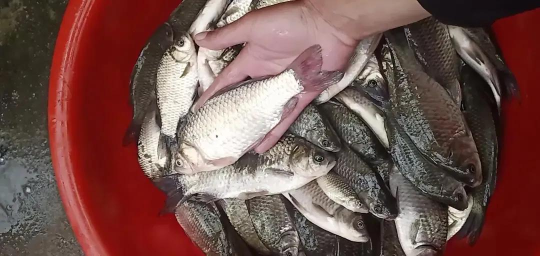 钓鱼钓到红色大鲤鱼放生吗,钓鱼一族钓到红鲤鱼为什么要放生