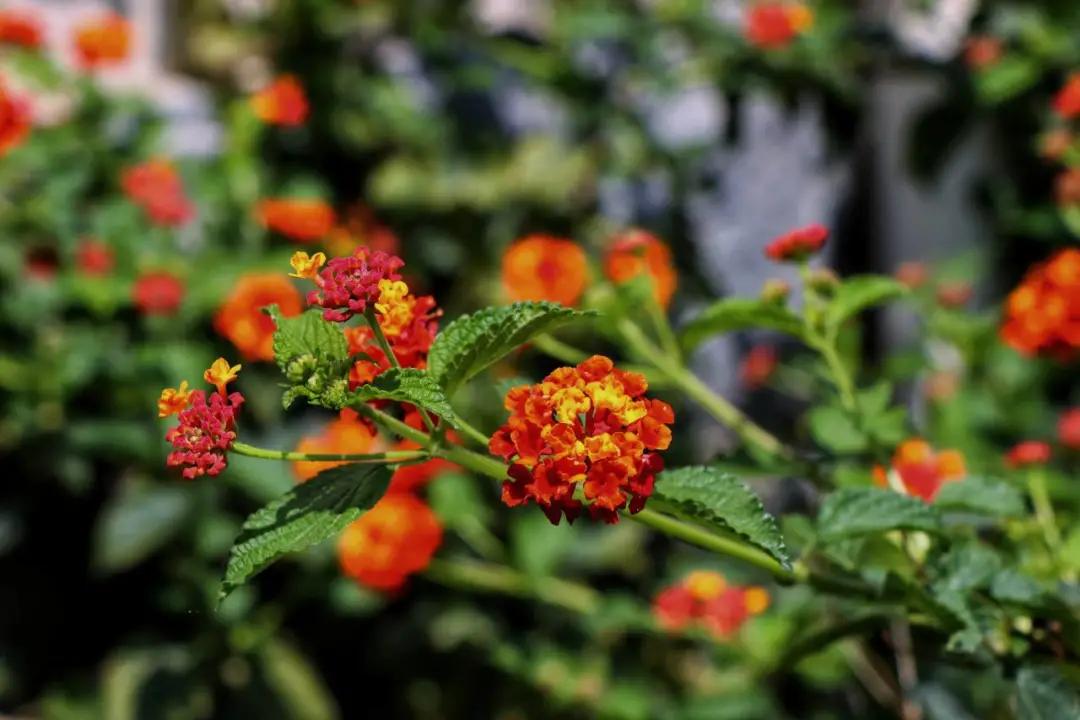 福州职业中专学校风景,福州职业技术学院校园图