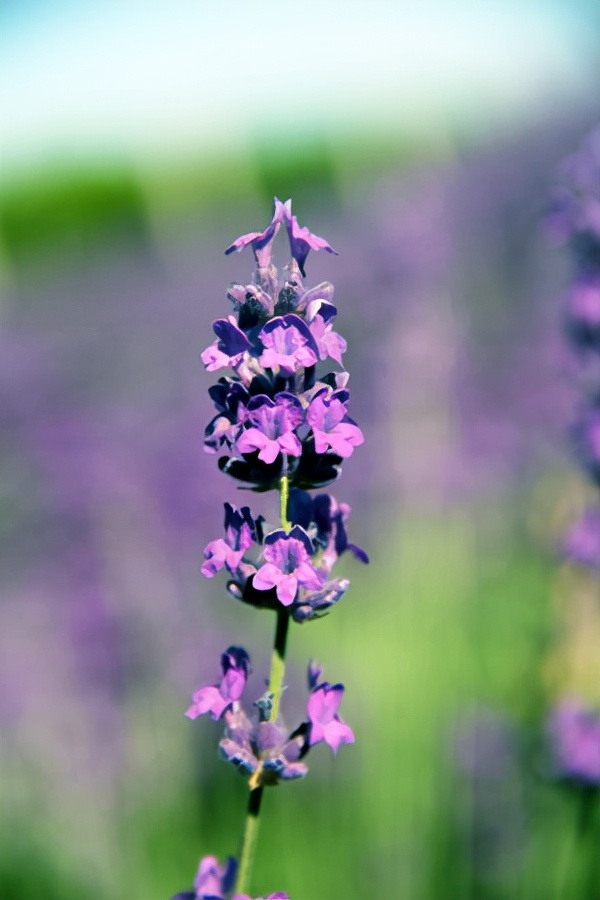芳香皇后——植物非试管高效快繁技术快速繁殖太空薰衣草