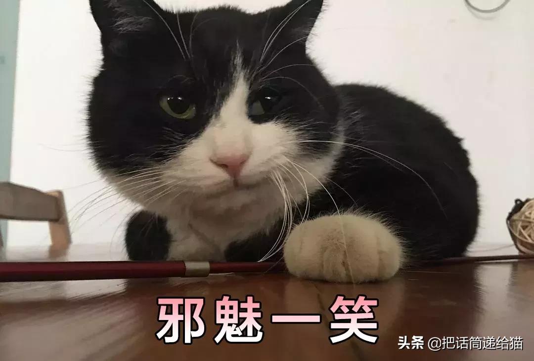 猫故事集,猫故事完整版