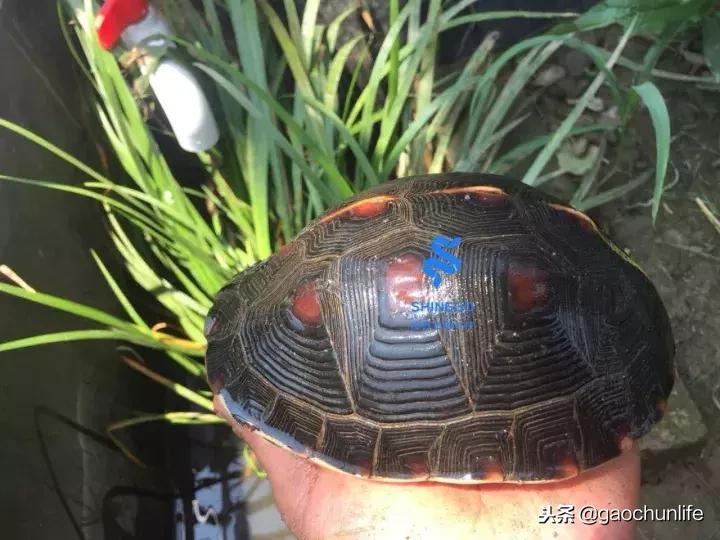 黄缘龟新手指南,怎么挑选黄缘龟